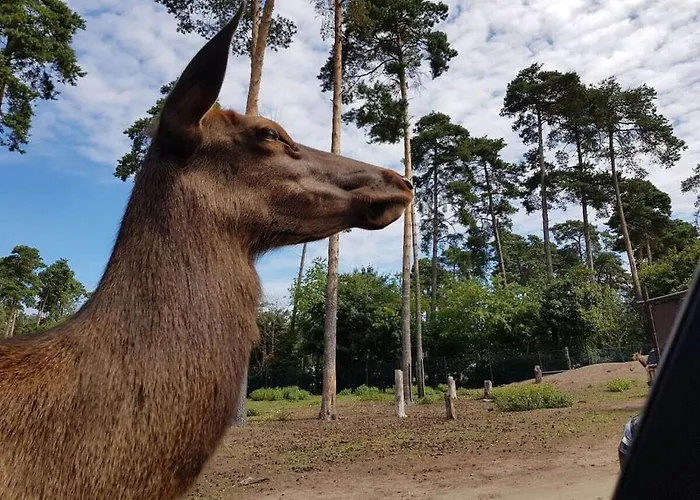 Happy Comfortable Marienfelde